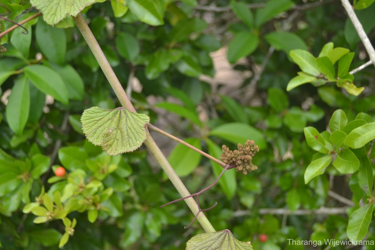 Kedrostis foetidissima (Jacq.) Cogn.